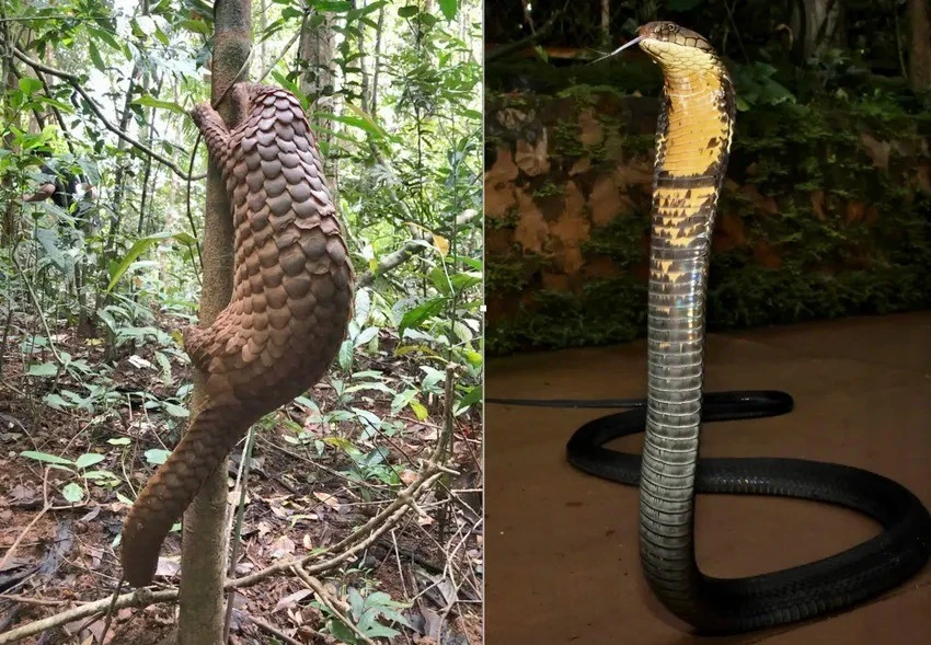 Thả 12 cá thể động vật hoang dã có tên trong Sách Đỏ về rừng