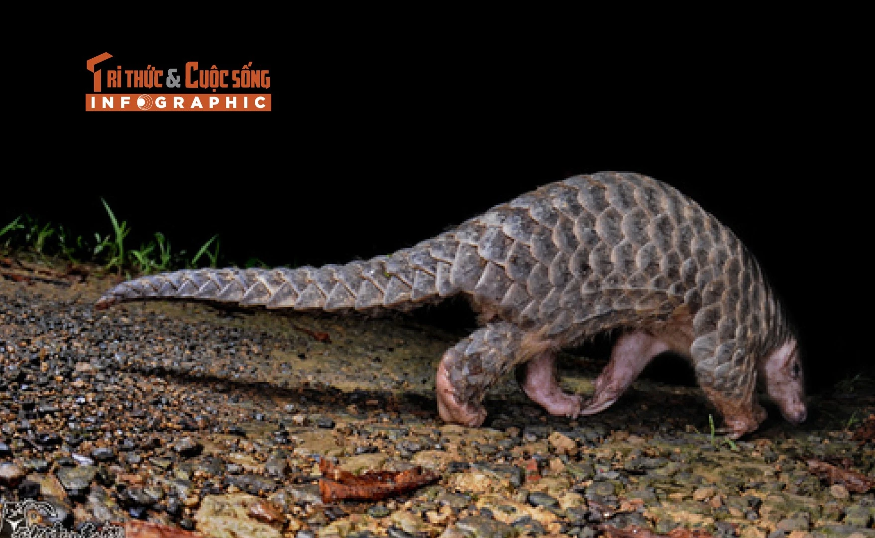 [INFOGRAPHIC] Tê tê vàng quý hiếm 'đi lạc' vào nhà dân Quảng Ngãi 