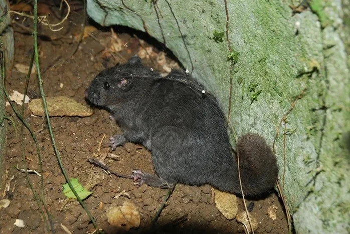 View - Thế giới ngỡ ngàng trước màn tái xuất thần kỳ của động vật | Báo Tri thức và Cuộc sống - TIN TỨC PHỔ BIẾN KIẾN THỨC 24H