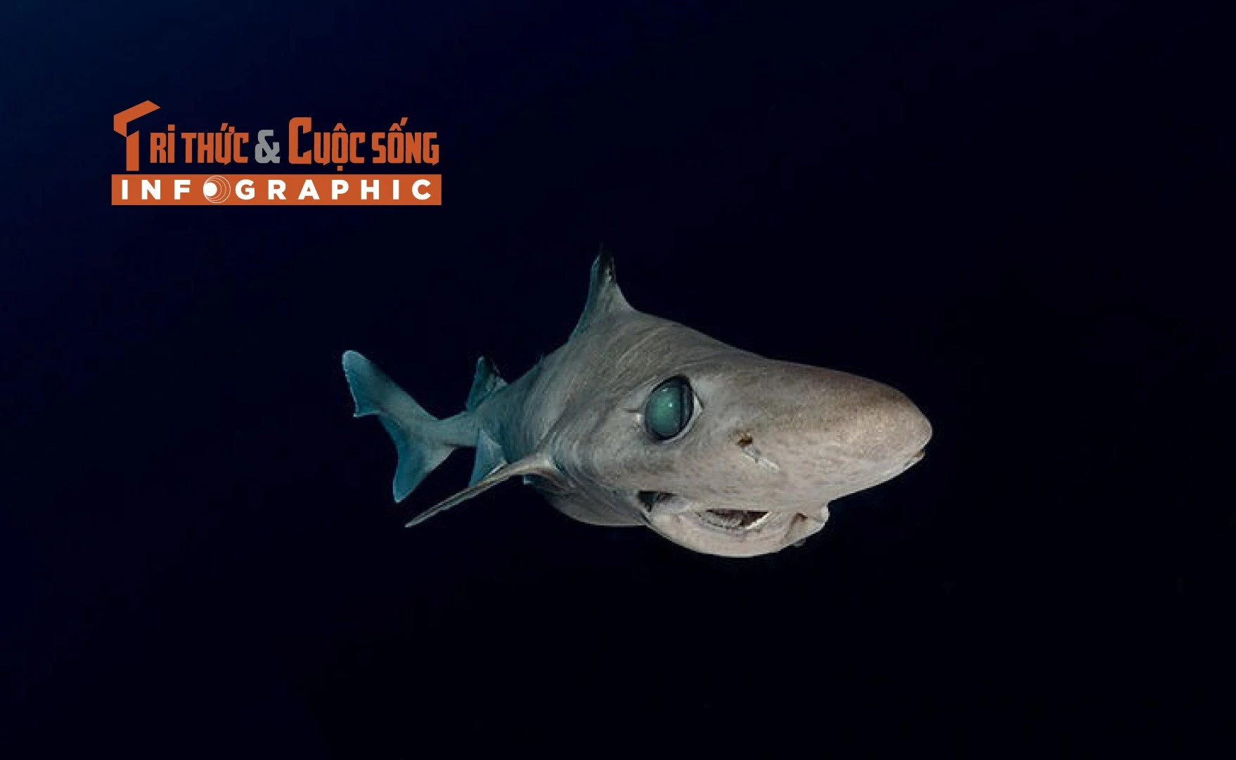 [INFOGRAPHIC] Loài cá mập thời tiền sử trên bờ vực tuyệt chủng