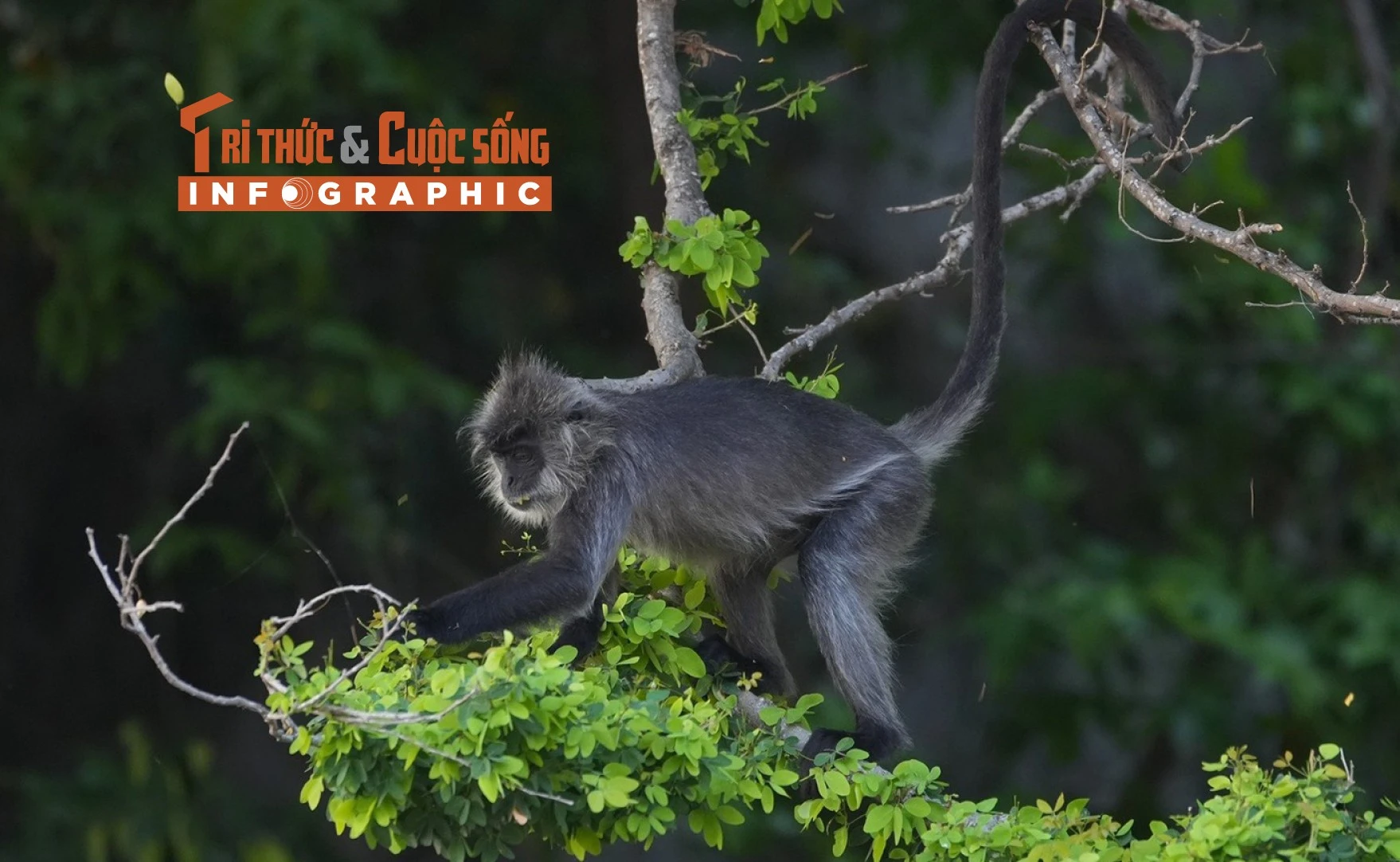 [INFOGRAPHIC] Loài voọc bạc Đông Dương quý hiếm trong Sách đỏ Việt Nam