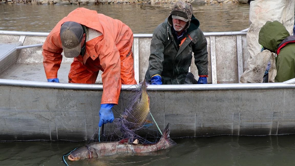 Loài cá hung dữ khiến Tổng thống Donald Trump cảnh báo khẩn