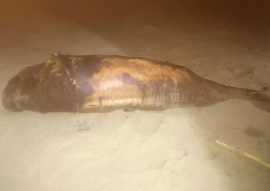 Xác cá voi hơn 30 kg dạt vào bờ biển Phù Mỹ Đông, toàn thân trầy xước