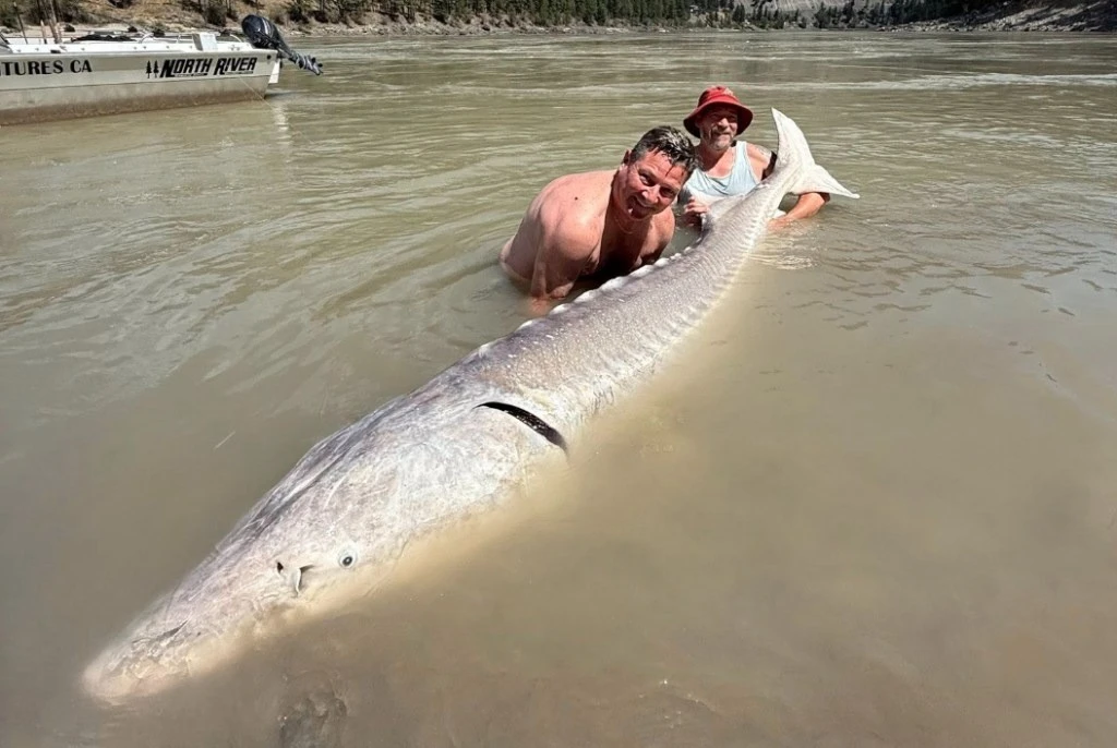 'Quái vật' sông sâu hơn 100 tuổi bị cần thủ bất ngờ tóm sống