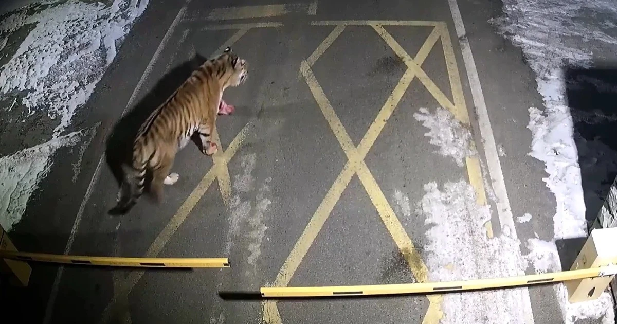 Những lần hổ đi lạc làm náo loạn cộng đồng toàn cầu