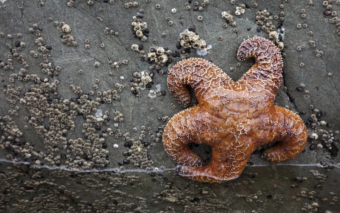 Vì sao 5 tỷ sao biển bỗng chết hàng loạt? Chuyên gia tiết lộ sự thật