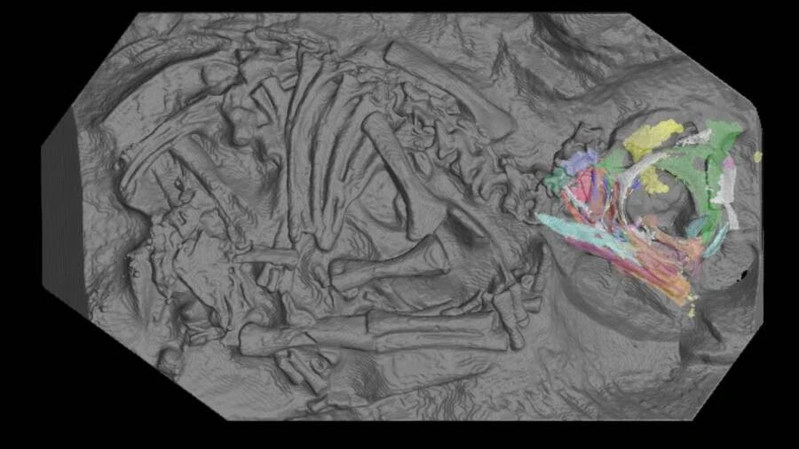 Bên trong trứng khủng long 200 triệu năm lộ bí ẩn đầy kinh ngạc
