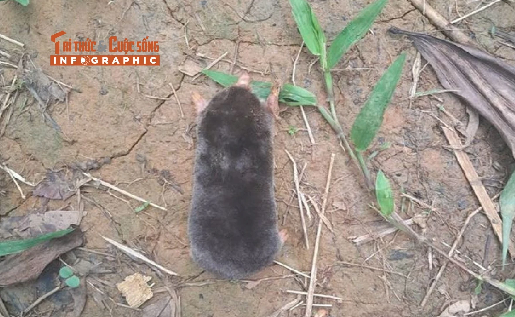 View - [INFOGRAPHIC] Loài chuột chũi mới phát hiện tại Thanh Hóa | Báo Tri thức và Cuộc sống - TIN TỨC PHỔ BIẾN KIẾN THỨC 24H