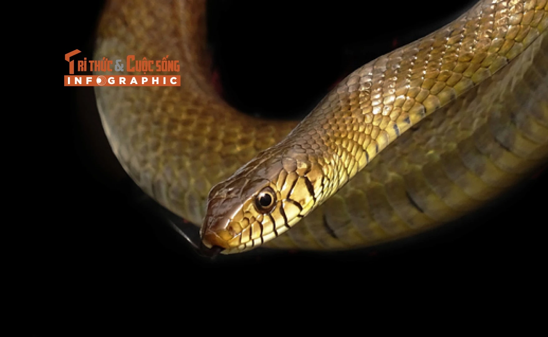 [INFOGRAPHIC] Loài rắn hổ trâu không có nọc độc, có tên trong Sách đỏ