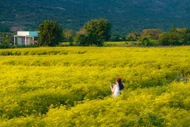Cánh đồng hoa lạ ở Khánh Hòa khiến dân mê du lịch đứng ngồi không yên
