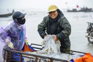 Loài hải sản nổi đầy mặt biển giúp ngư dân Thanh Hóa kiếm tiền triệu mỗi ngày