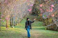 Lên Măng Đen mùa hoa anh đào, du khách mê mẩn không muốn về