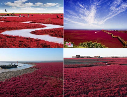 Kinh ngạc bãi biển đỏ rực ở TQ vào mùa thu