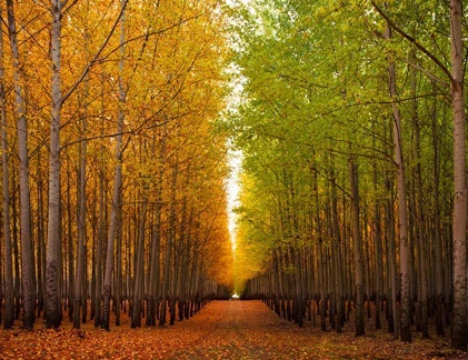 Ngắm rừng bạch dương đẹp hút hồn ở Mỹ