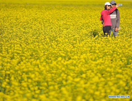 Mê mẩn thung lũng hoa cải vàng đón chúa Xuân