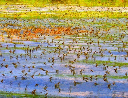 Chiêm ngưỡng hàng triệu phù du “yêu tập thể” 