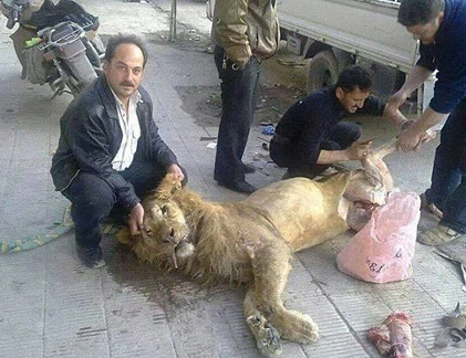 Quá đói nên đành ăn thịt... sư tử