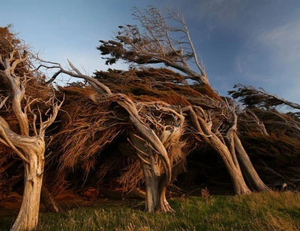 Kỳ quái cây biến dạng ở New Zealand