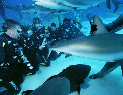 Phát cuồng lặn cùng cá mập “đỉnh” nhất thế giới 