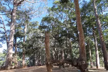 Ai sẽ thi công mở rộng đường vào khu di tích Ao Bà Om?