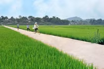 Trà Vinh: Cty Lương Hòa trúng gói thầu sửa đường phục vụ đất trồng lúa 