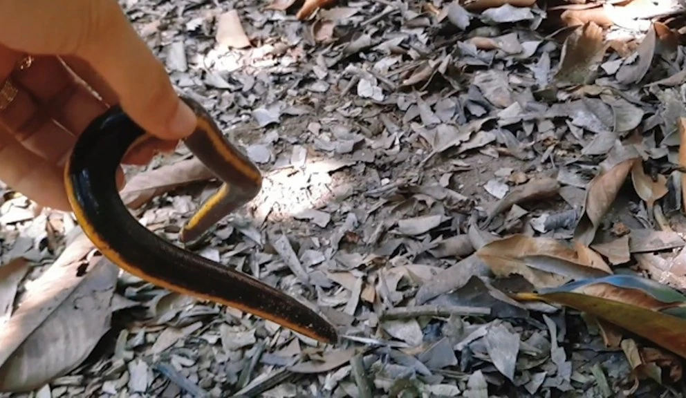 Hoang mang sinh vật nửa ếch - rắn - giun cực "dị" ở Việt Nam