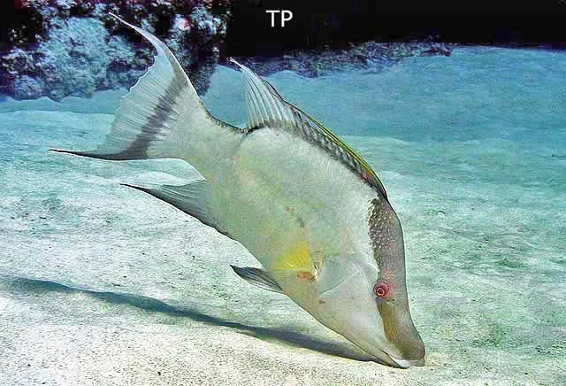 Bó tay loài cá có thuật ẩn thân tài tình, đến chết vẫn ngụy trang