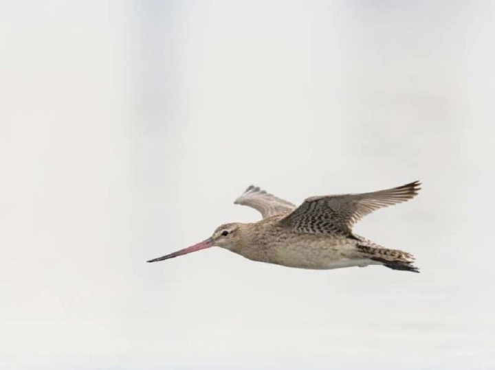 Sửng sốt loài chim bay liên tục 6.000km không cần ăn uống