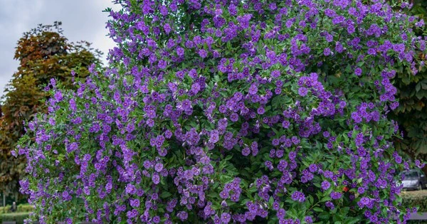 Cây cảnh nở hoa quanh năm, mang bình yên, cát tường vào nhà