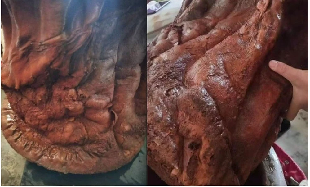 Mang khúc gỗ đỏ về nhà, ai ngờ là “báu vật” Trời ban 