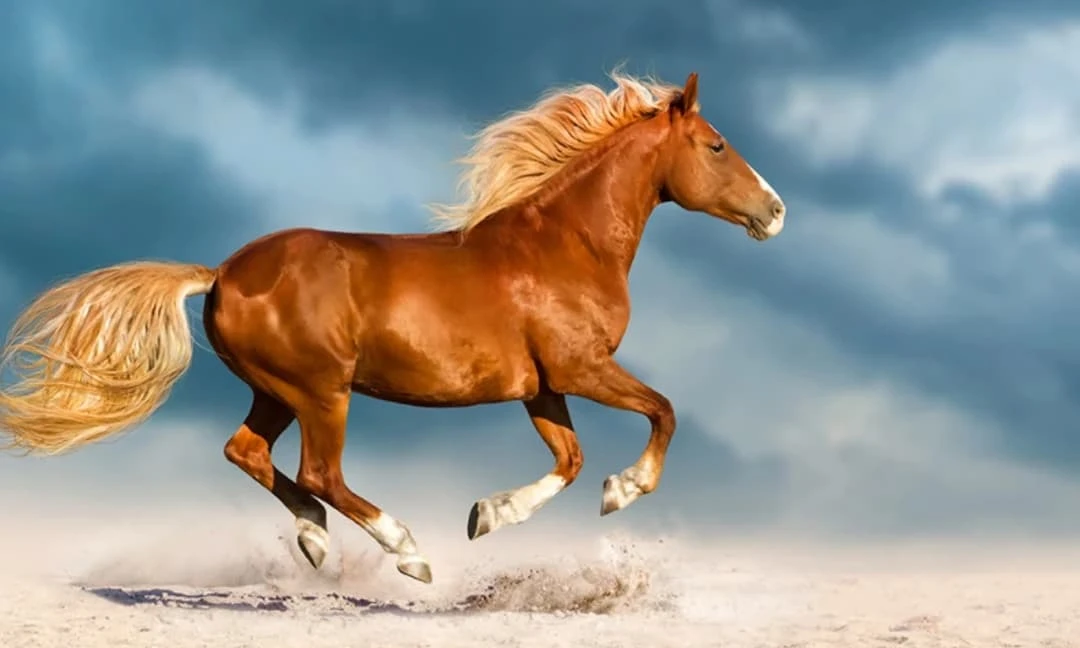 3 con giáp chính thức 'vươn mình', kiếm tiền giỏi nhất 3 tháng tới