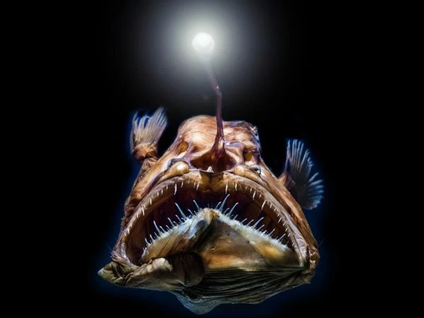 “Quỷ biển đen” bất ngờ trồi lên mặt nước, cả cõi mạng xôn xao