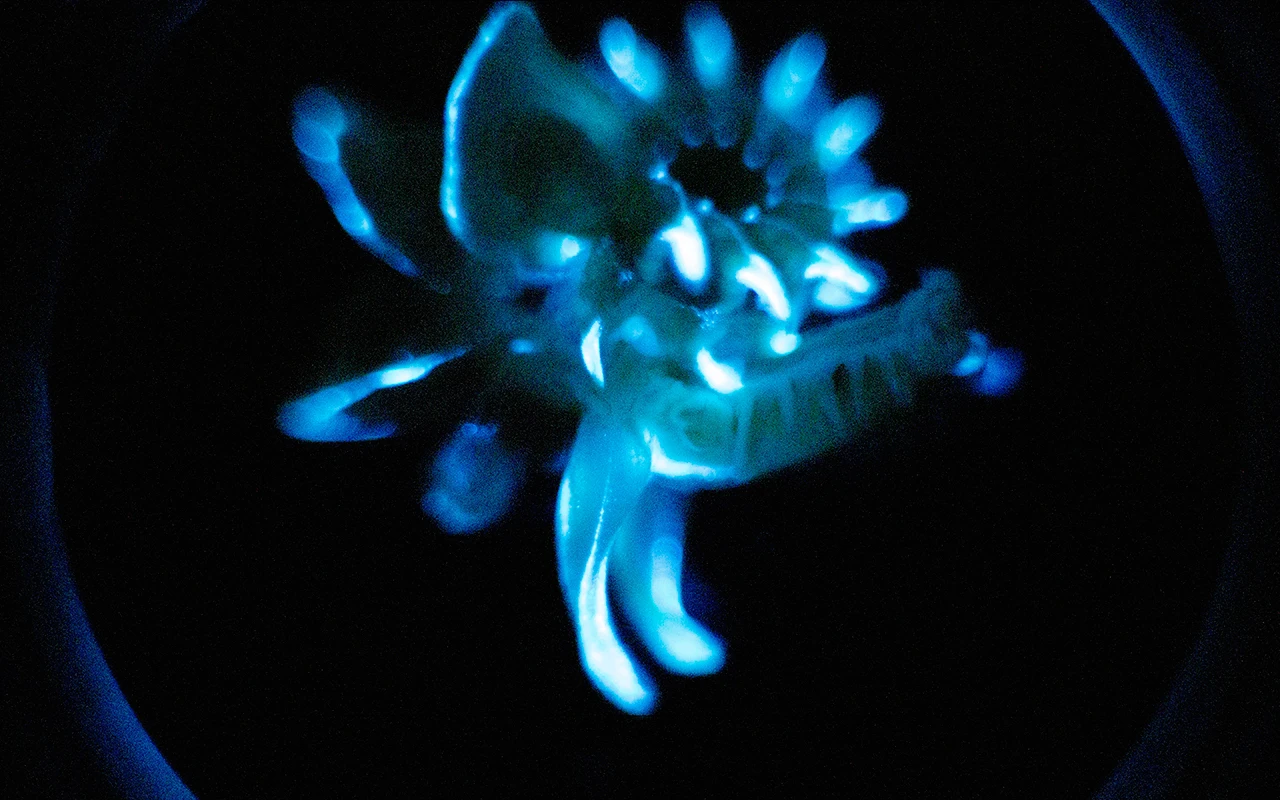 Sinh vật phát quang liên tục, chuyên gia thốt lên "nguồn sáng tương lai"