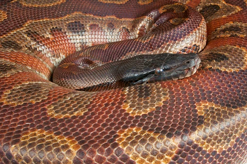 Loài mãng xà 'đỏm dáng' nhất thế giới, Việt Nam cũng có