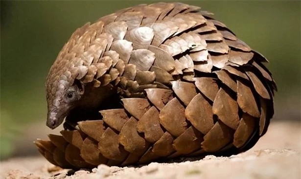  Tê tê thả về rừng Cù Lao Chàm: Loài cực quý hiếm trong Sách Đỏ