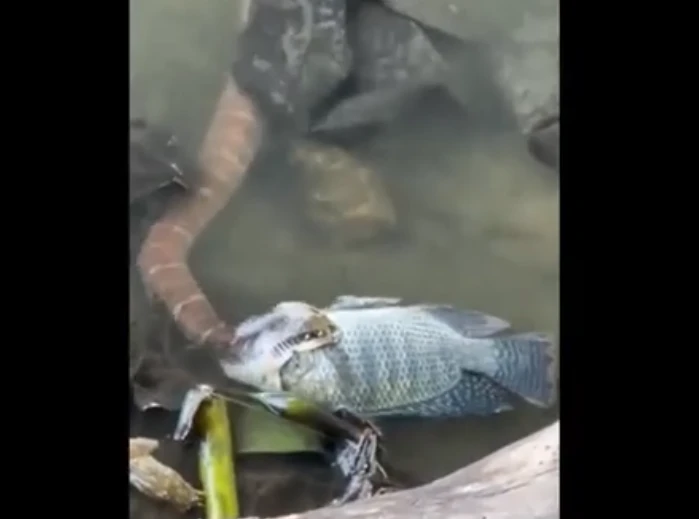 Đi bắt cá, người dân “đứng tim” thấy quái thú hoành hành