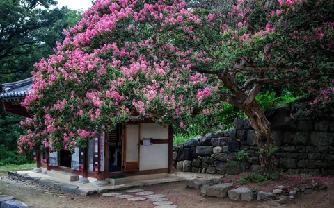 Trồng 3 cây cảnh may mắn trong sân, quý nhân đột ngột ghé thăm