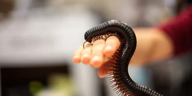 Rết khổng lồ tái xuất sau hơn một thế kỷ tuyệt tích