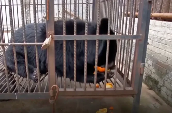 Mua thú cưng, bất ngờ nhận ra là động vật trong Sách đỏ 