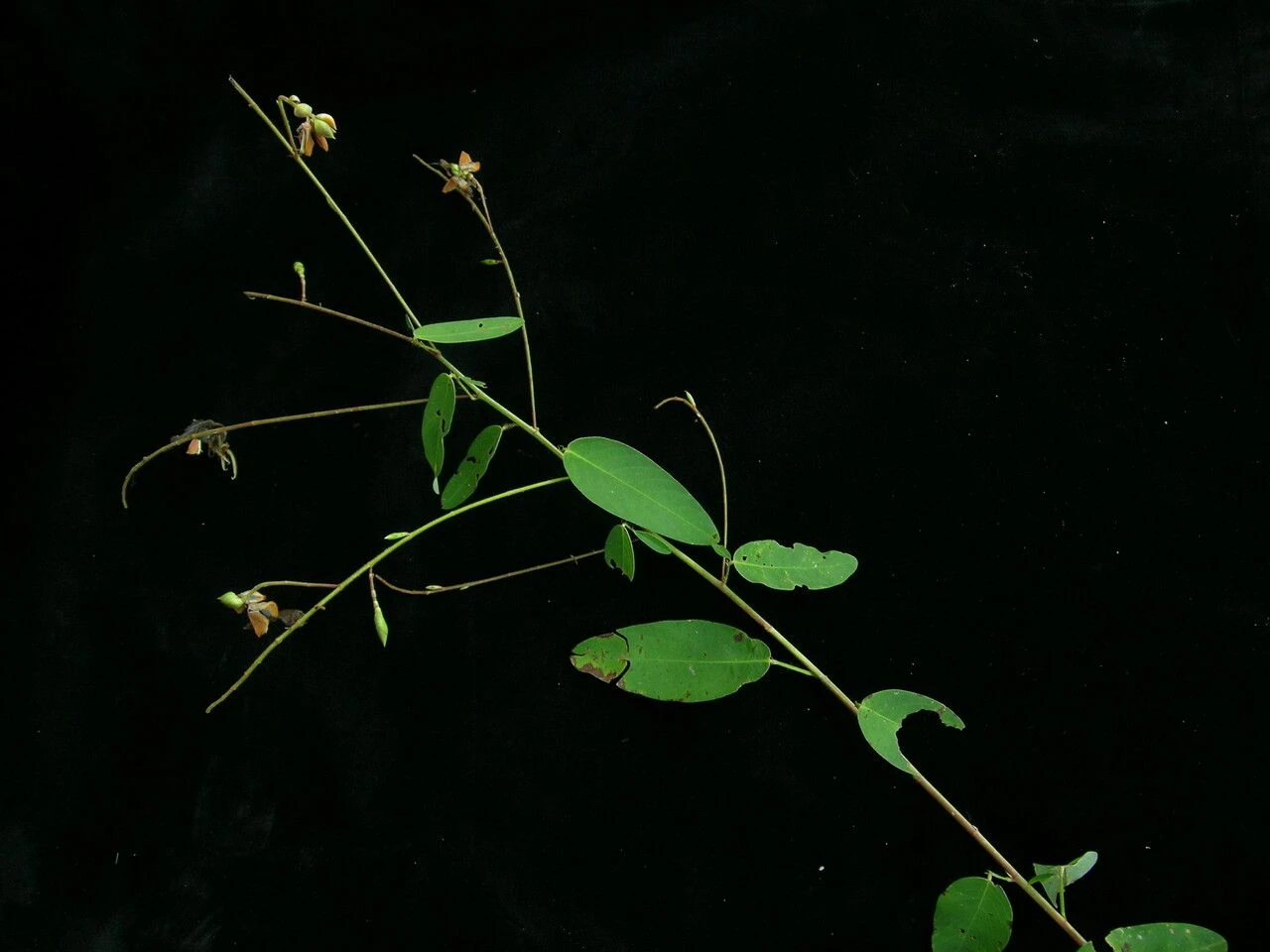 Loài cây đặc biệt ở Việt Nam cứ có nhạc là 'lắc lư'