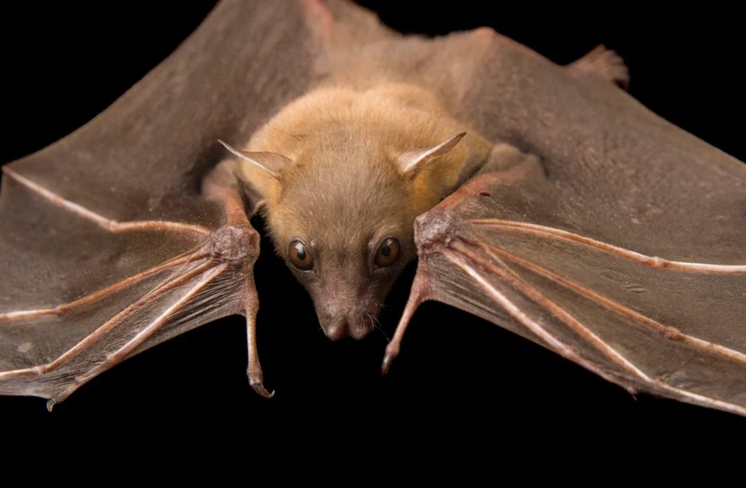 Top 8 loài động vật có "giác quan thứ 6": Kinh ngạc nhất số 1