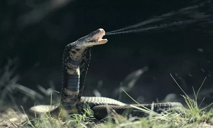 Sự thật loài rắn hổ mang phun nọc độc đáng sợ nhất hành tinh