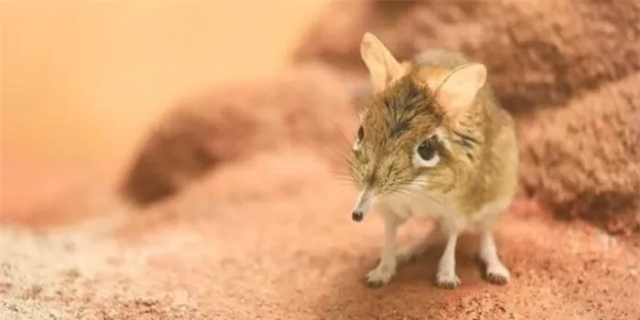 Bí mật “voi tí hon” mất hút nửa thế kỷ bỗng tái xuất kỳ diệu