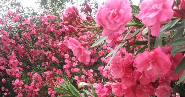 5 loại hoa mang điềm xui, không nên trồng trong nhà