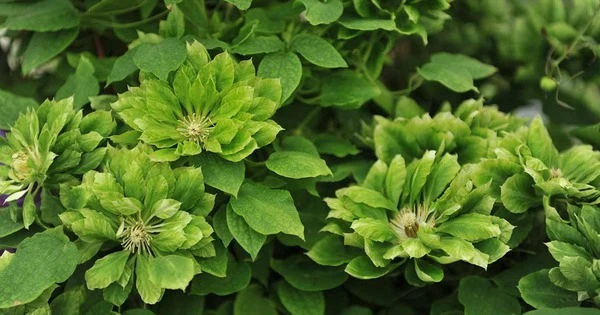 Nữ hoàng dây leo: Hoa xanh như ngọc bích, nở suốt 300 ngày