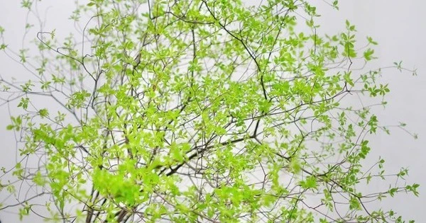 Cành lá hút lộc, trừ tà, người giàu ráo riết săn lùng