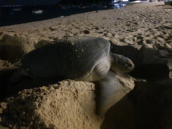 Rùa xanh liên tục đẻ trứng ở Bình Định là loài nguy cấp