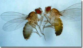 Bá đạo ruồi giấm đực chuốc "thuốc ngủ" ngăn con cái "ngoại tình"