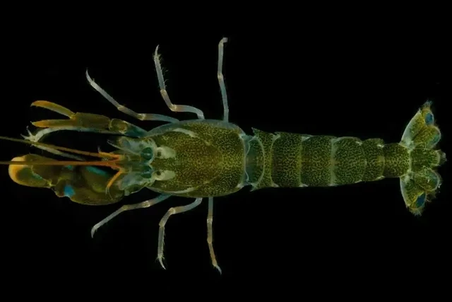 Sinh vật "bé hạt tiêu" phát âm thanh khủng hơn động cơ phản lực