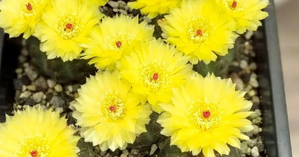 Cây cảnh giúp trấn trạch, hút tài lộc, hoa đẹp nhưng thân sù sì gai góc